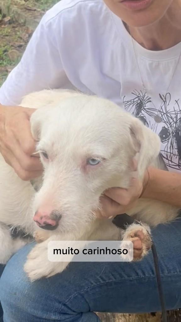 Plutão, cachorro de porte pequeno para adoção em Rio de Janeiro - RJ