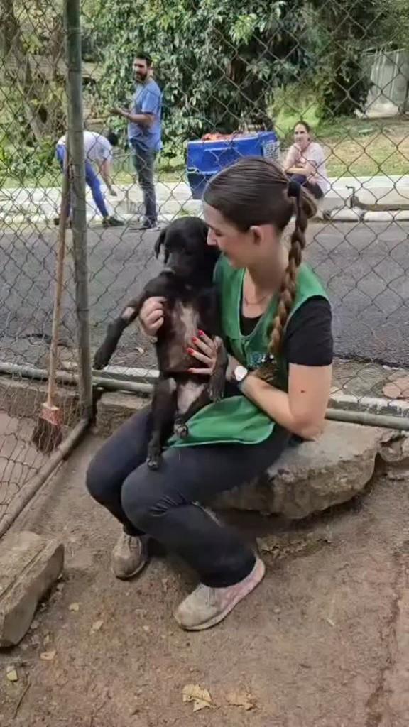 Chamego, cachorro de porte médio para adoção em Rio de Janeiro - RJ