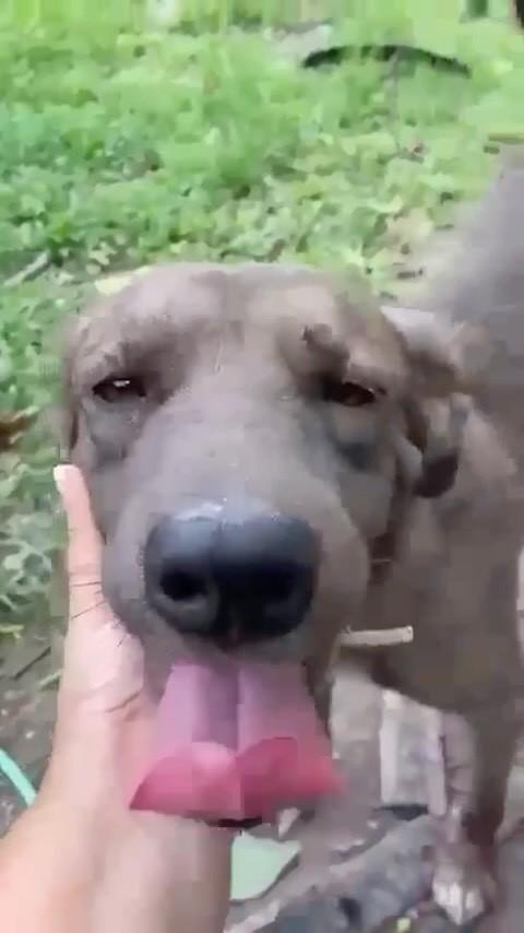 Cinzinha, cachorro de porte pequeno para adoção em Rio de Janeiro - RJ
