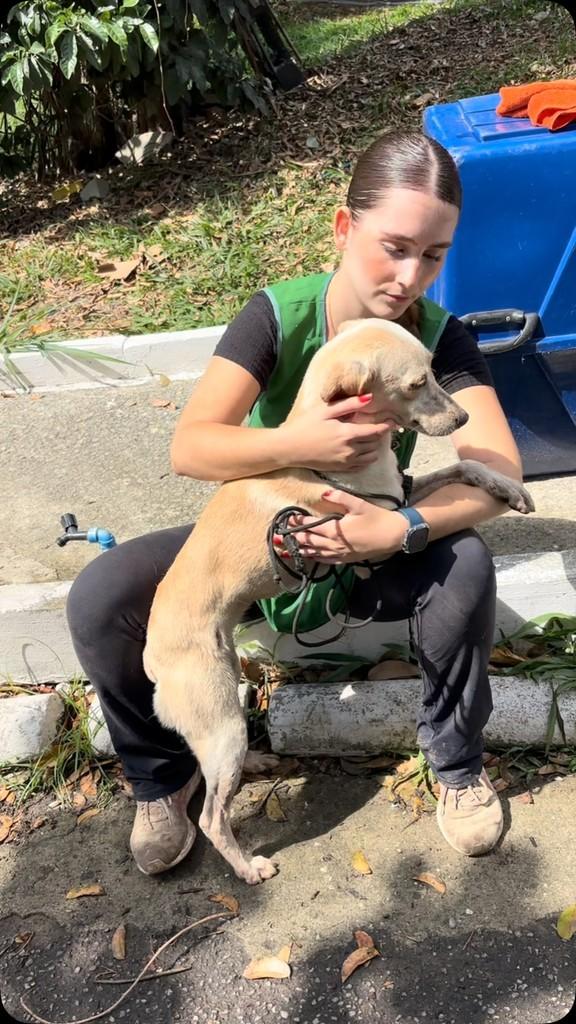 Manjubinha, cadela de porte pequeno para adoção em Rio de Janeiro - RJ