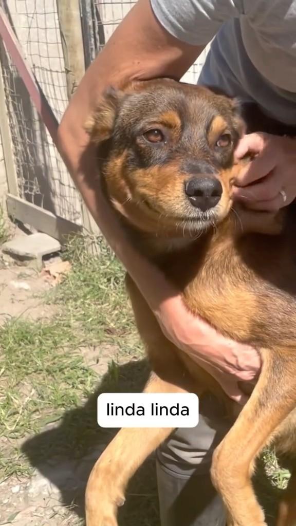 Faustina, cadela de porte pequeno para adoção em Rio de Janeiro - RJ