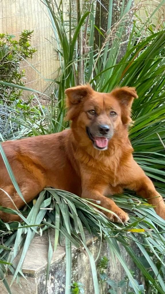 Rubi, cadela de porte pequeno para adoção em Rio de Janeiro - RJ