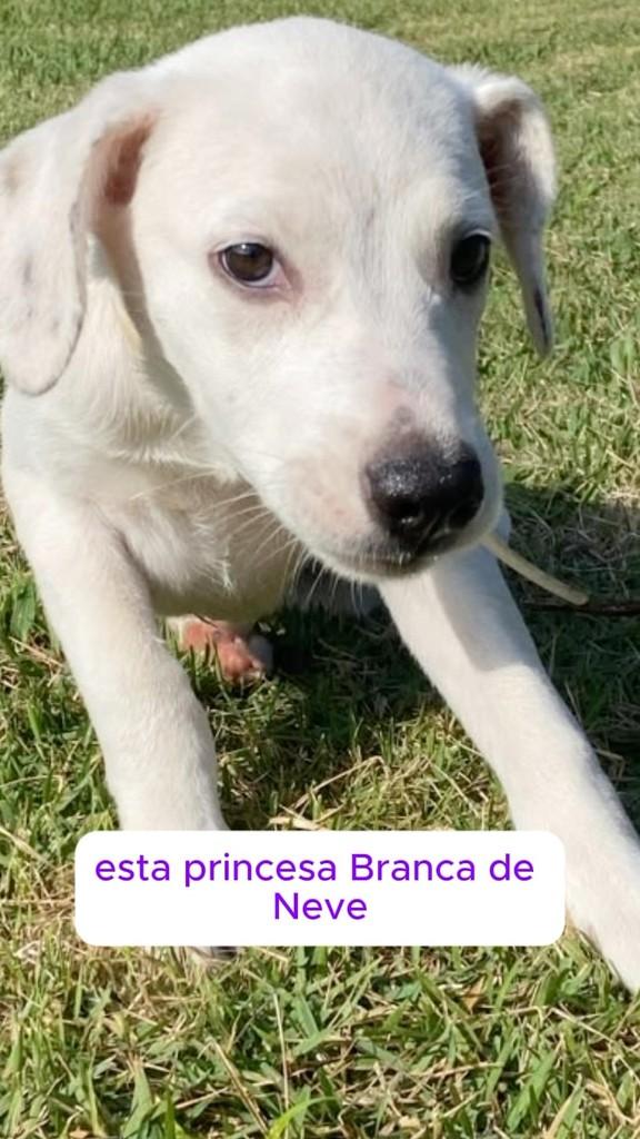 Branca de Neve, cadela de porte grande para adoção em Rio de Janeiro - RJ