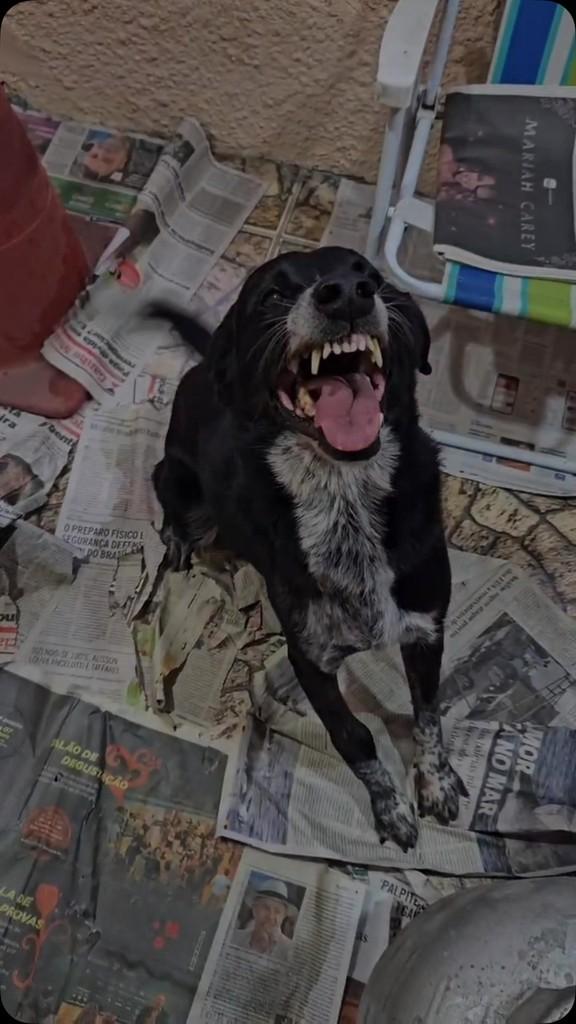 Gancho, cachorro de porte médio para adoção em Rio de Janeiro - RJ