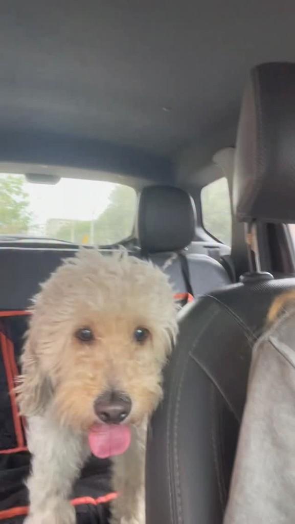 Billy, cachorro de porte médio para adoção em Rio de Janeiro - RJ