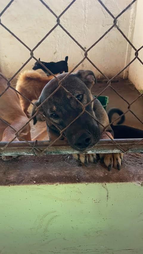 Bob, cachorro de porte pequeno para adoção em Rio de Janeiro - RJ