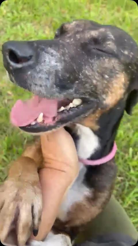 Ryan, cachorro de porte médio para adoção em Rio de Janeiro - RJ