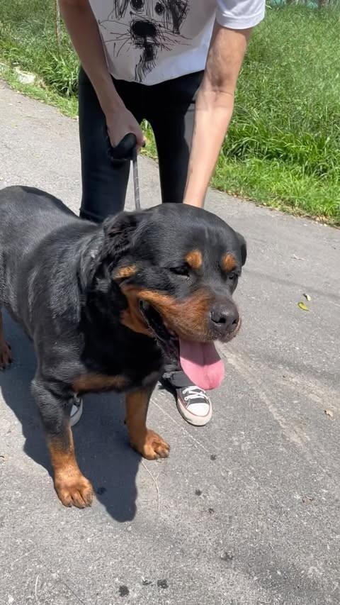 Golias, cachorro de porte grande para adoção em Rio de Janeiro - RJ