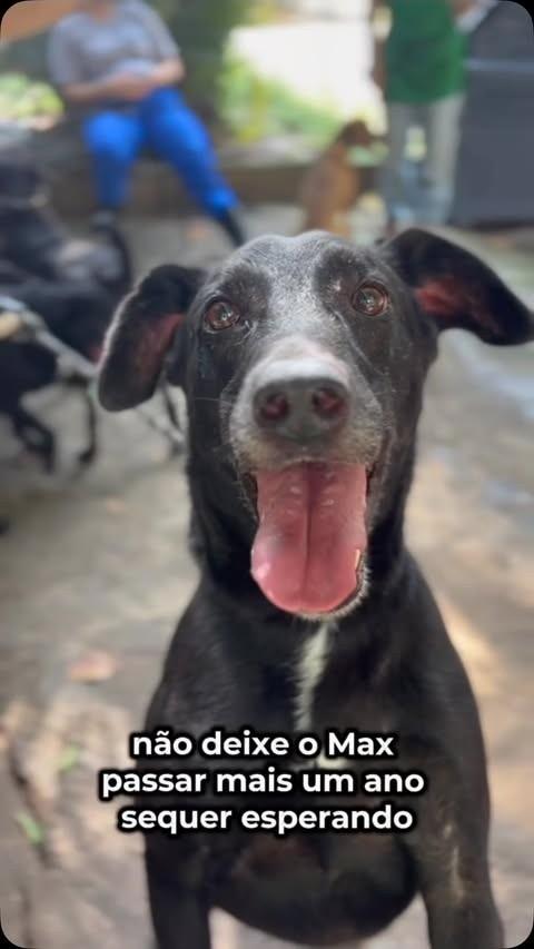 Max, cachorro de porte médio para adoção no Rio de Janeiro - RJ