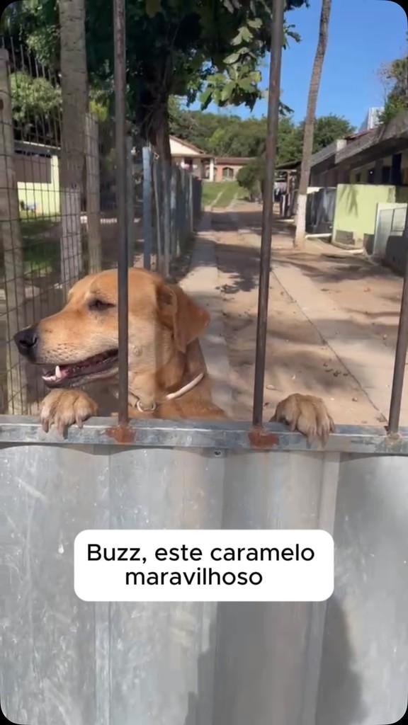 Buzz, cachorro de porte médio para adoção no Rio de Janeiro - RJ