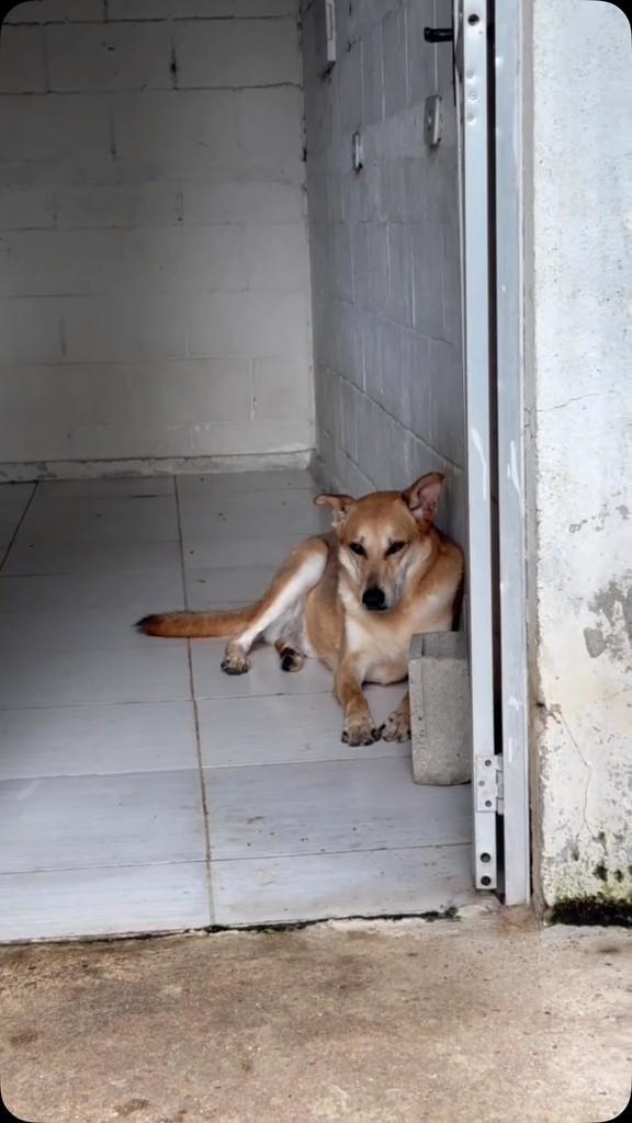 Zinho, cachorro de porte grande para adoção no Rio de Janeiro - RJ