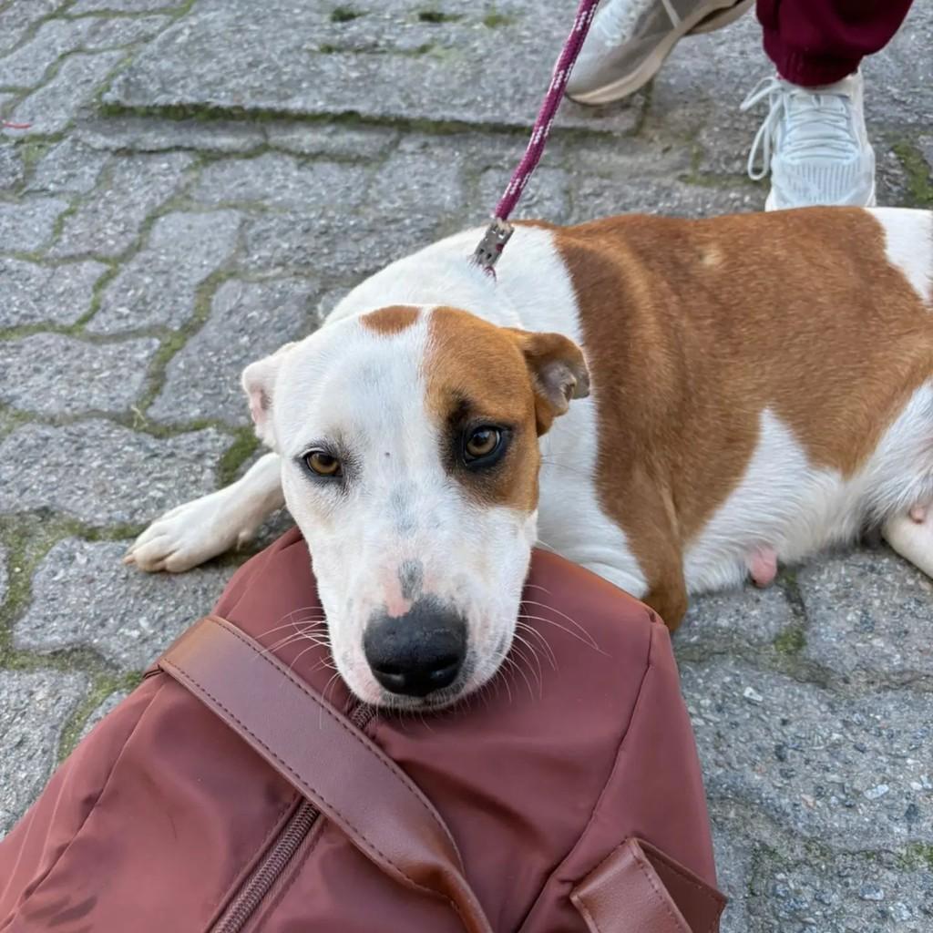 Cachorrinha, cadela de porte médio para adoção em Pelotas - RS