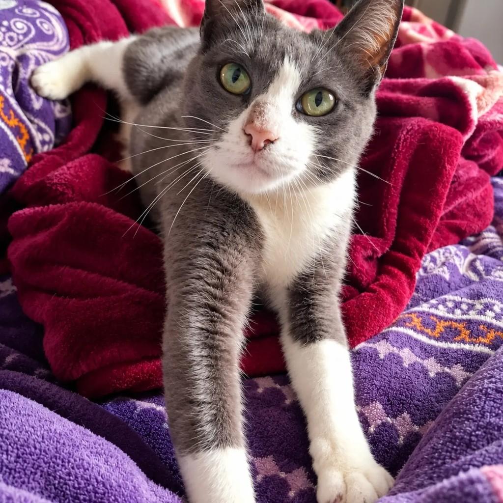 Jane, gata de porte médio para adoção em Pelotas - RS — foto 2 de 4