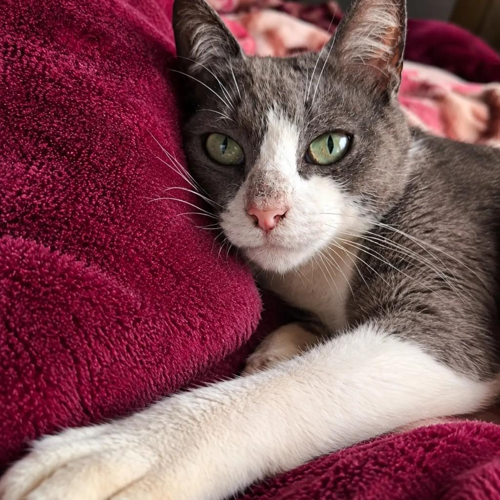 Jane, gata de porte médio para adoção em Pelotas - RS — foto 3 de 4
