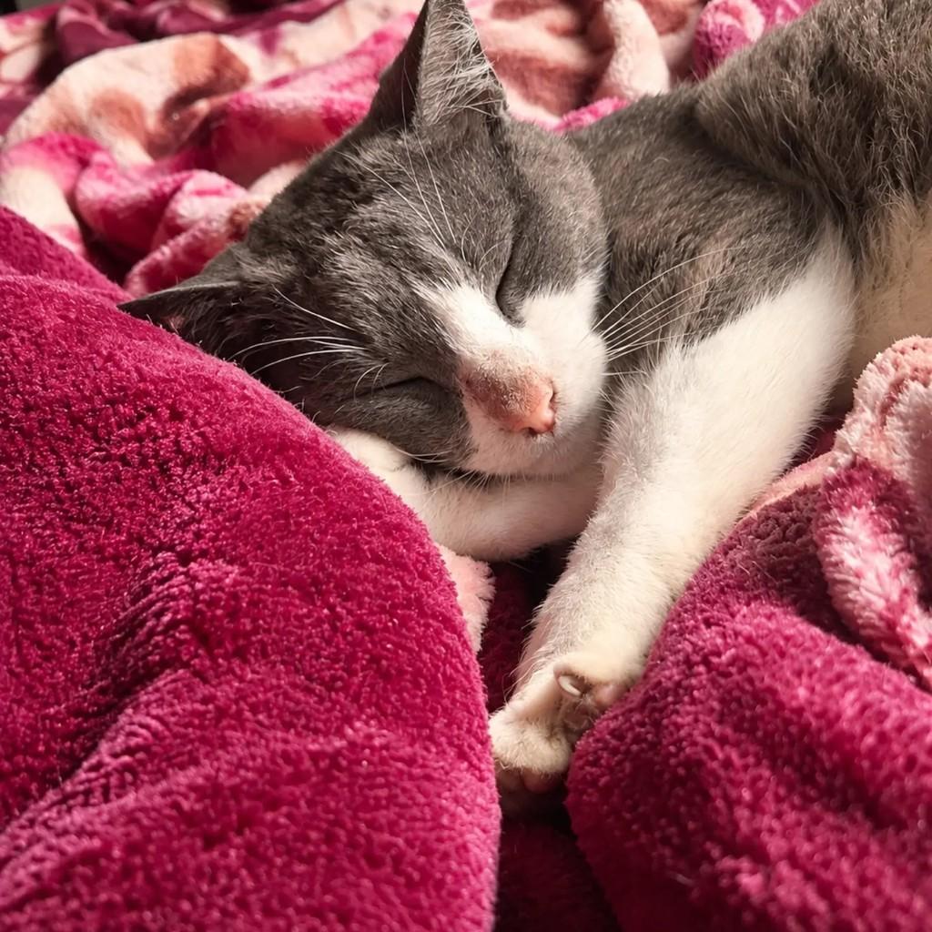 Jane, gata de porte médio para adoção em Pelotas - RS — foto 4 de 4
