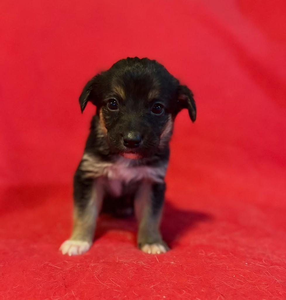Ana Luiza, cachorro de porte pequeno para adoção em Brasília - DF