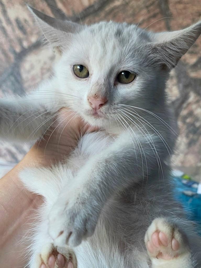 Floki, gato de porte pequeno para adoção em Vila Velha - ES