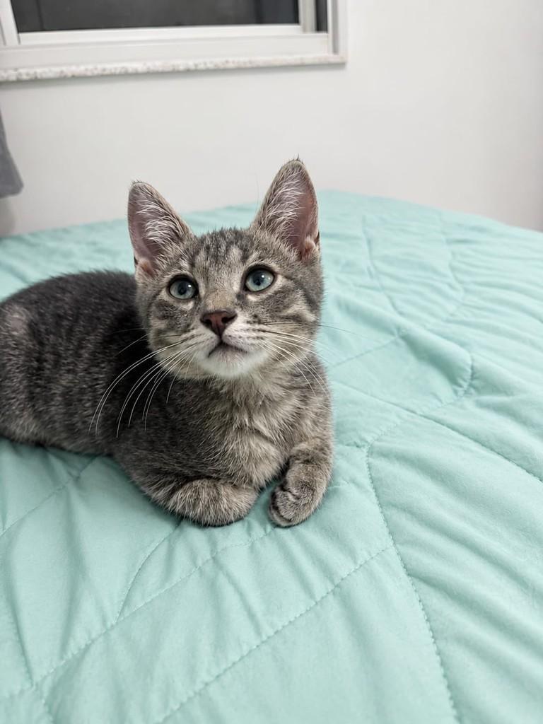 Nico, gato de porte pequeno para adoção em Vila Velha - ES