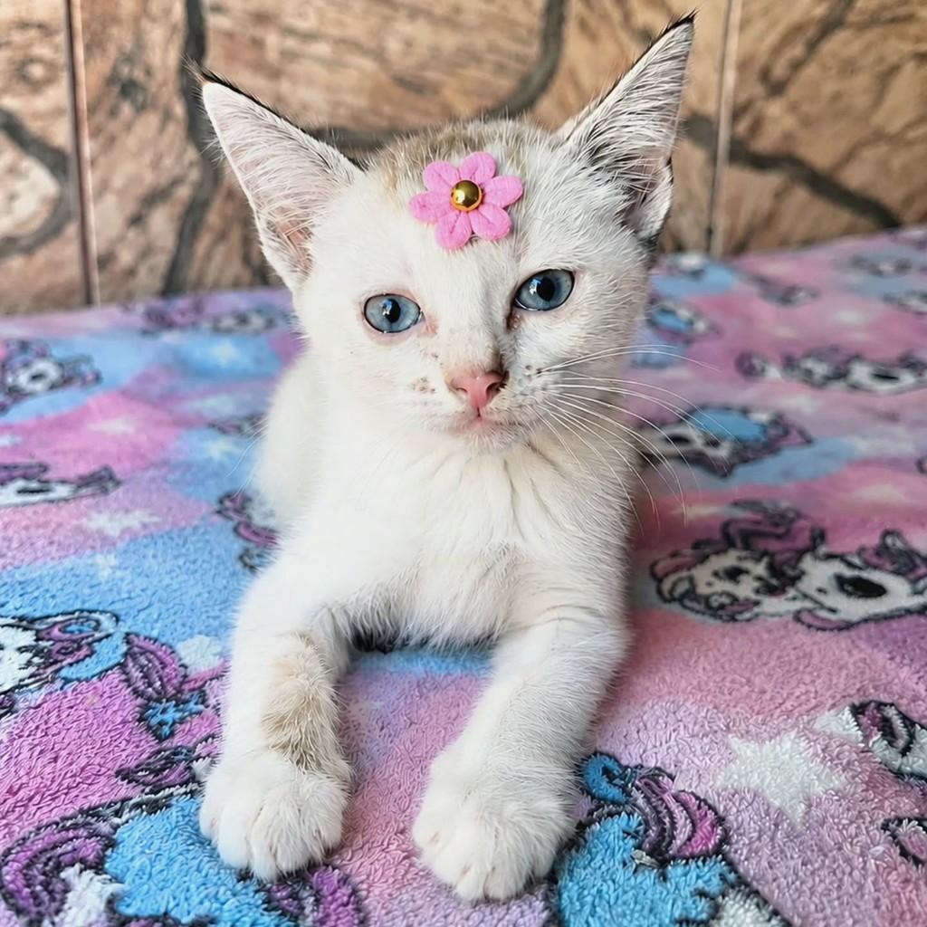 Bibi, gata de porte pequeno para adoção em Vila Velha - ES