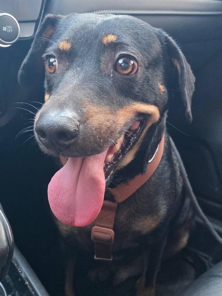Ringo, cachorro de porte médio para adoção em Vila Velha - ES
