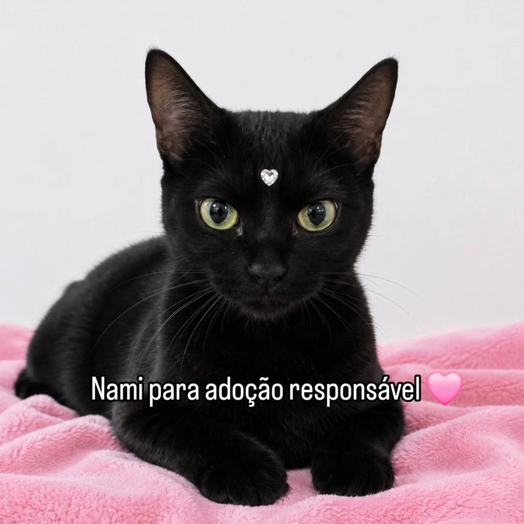 Nami, gata de porte pequeno para adoção em Vila Velha - ES