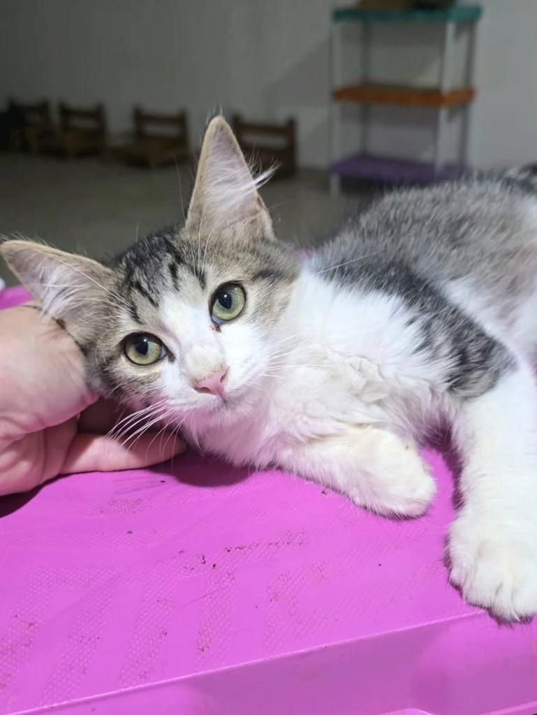 Pedrinho, gato de porte pequeno para adoção em Vila Velha - ES