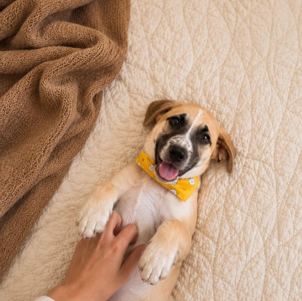 Tobias, cachorro de porte pequeno para adoção em Vila Velha - ES