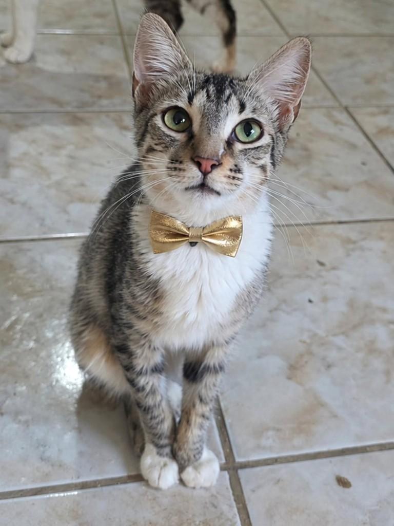 Biel, gato de porte pequeno para adoção em Vila Velha - ES