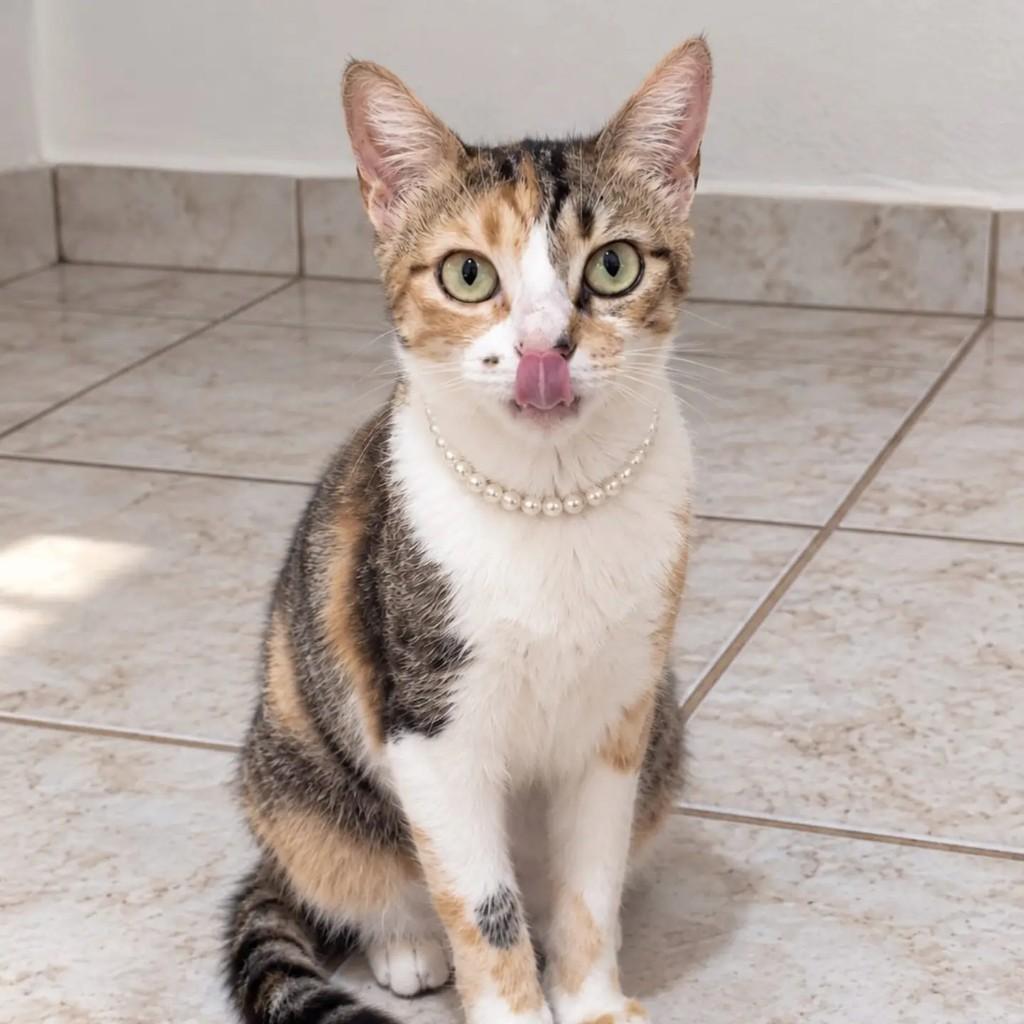 Lola, gato de porte pequeno para adoção em Vila Velha - ES