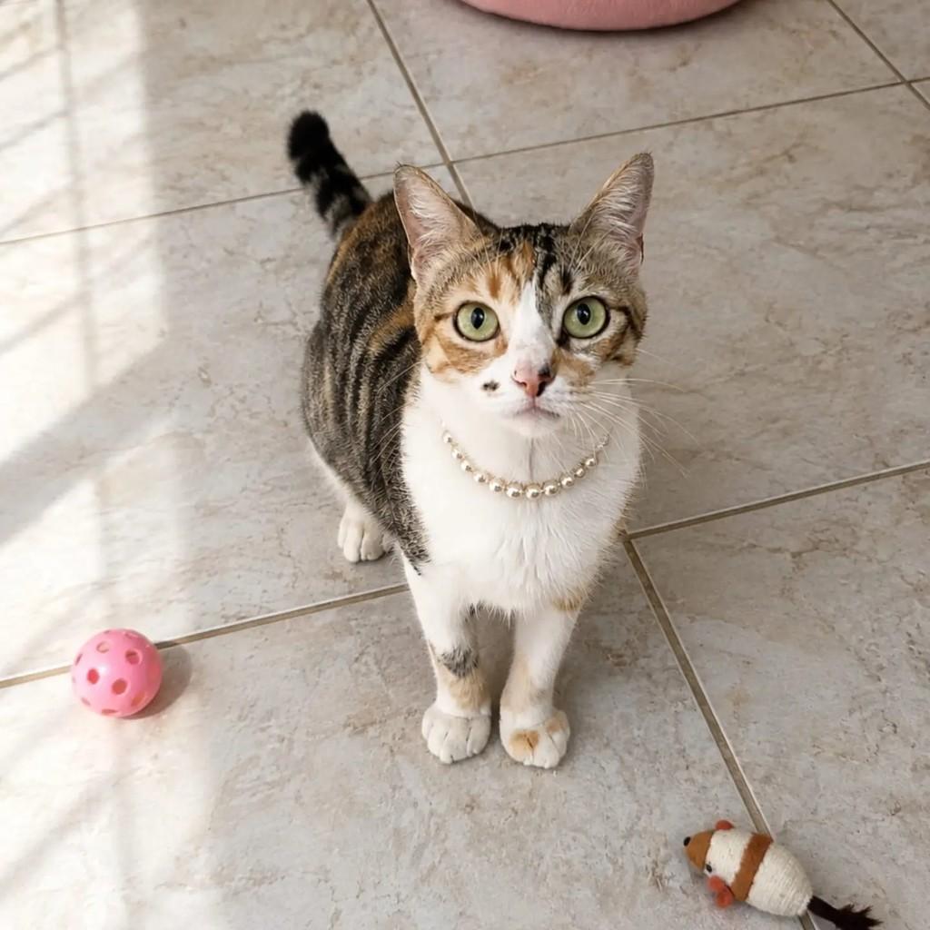 Lola, gato de porte pequeno para adoção em Vila Velha - ES — foto 2 de 3