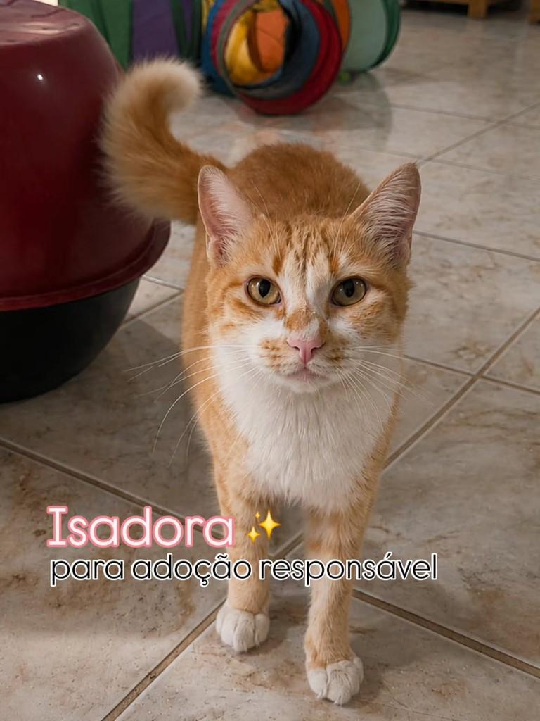 Isadora, gata de porte pequeno para adoção em Vila Velha - ES