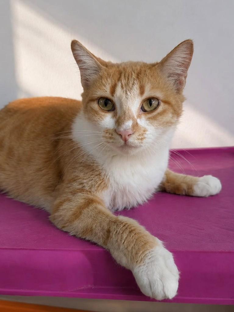 Isadora, gata de porte pequeno para adoção em Vila Velha - ES — foto 2 de 3