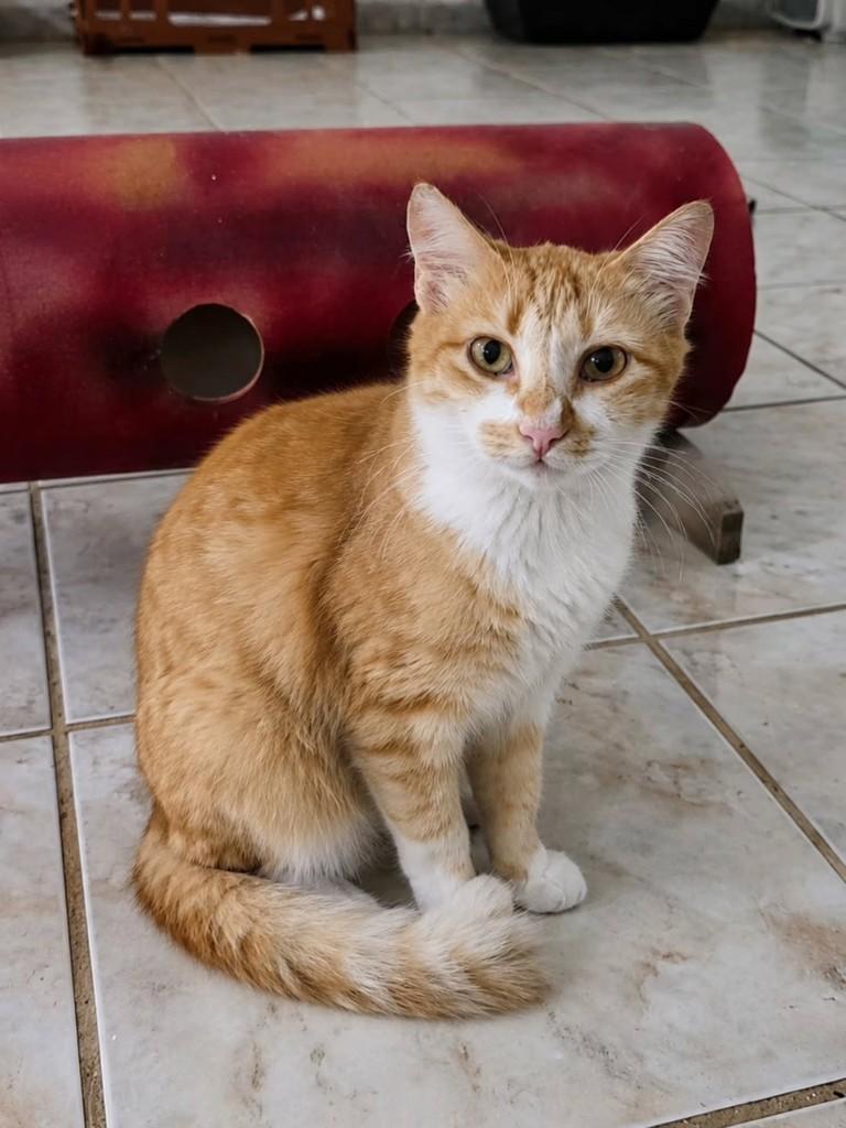 Isadora, gata de porte pequeno para adoção em Vila Velha - ES — foto 3 de 3