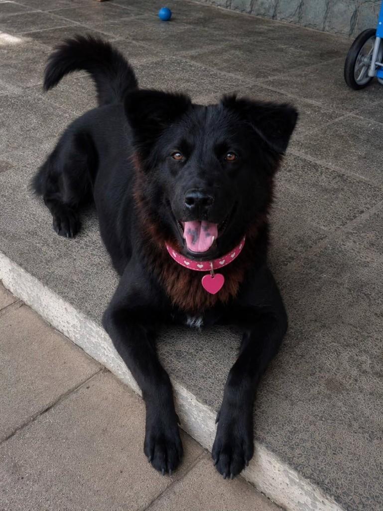 Nina, cachorro de porte médio para adoção em Vila Velha - ES