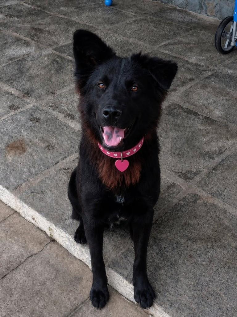 Nina, cachorro de porte médio para adoção em Vila Velha - ES — foto 2 de 3