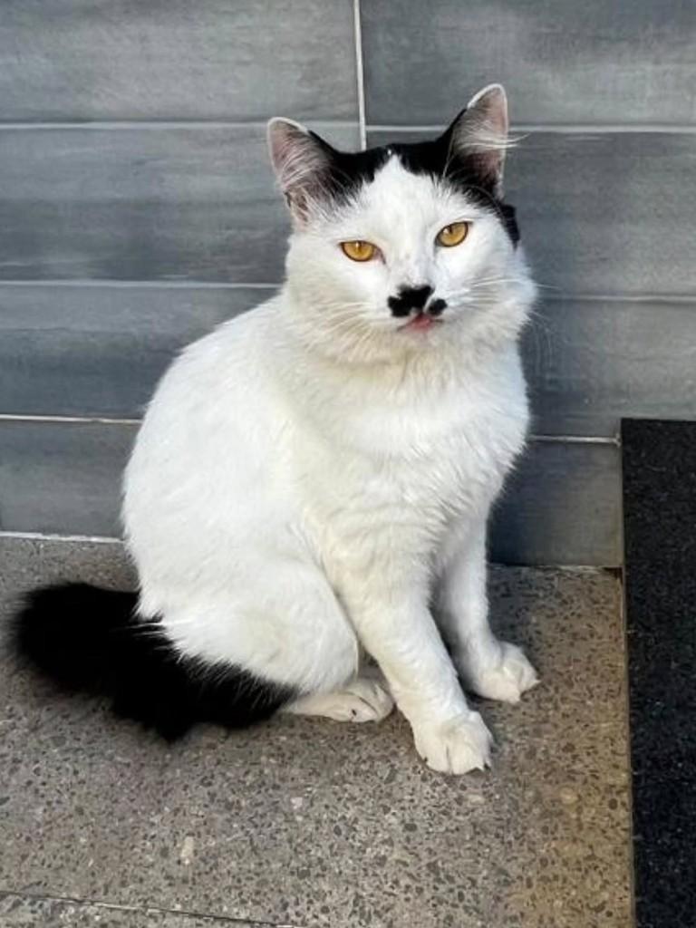 Chaplin, gato de porte médio para adoção em Vila Velha - ES