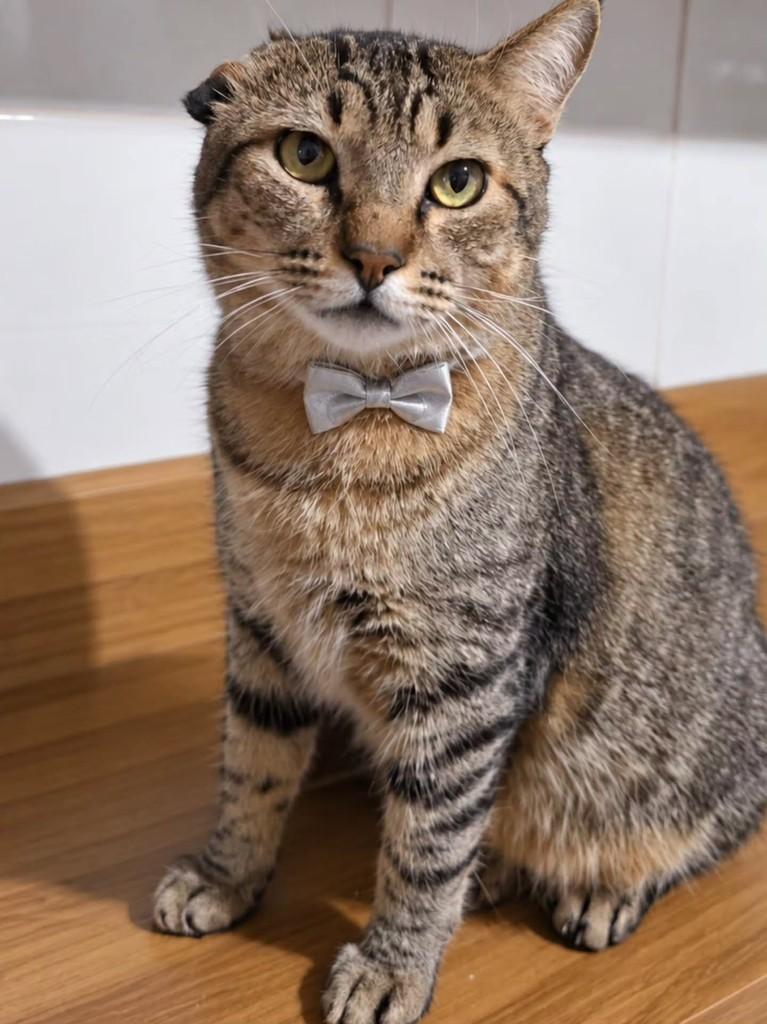 Tigrão, gato de porte médio para adoção em Vila Velha - ES