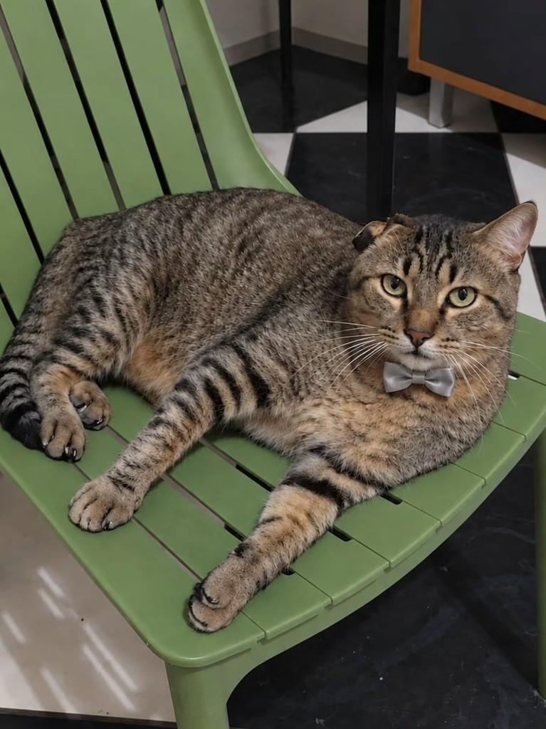 Tigrão, gato de porte médio para adoção em Vila Velha - ES — foto 2 de 3