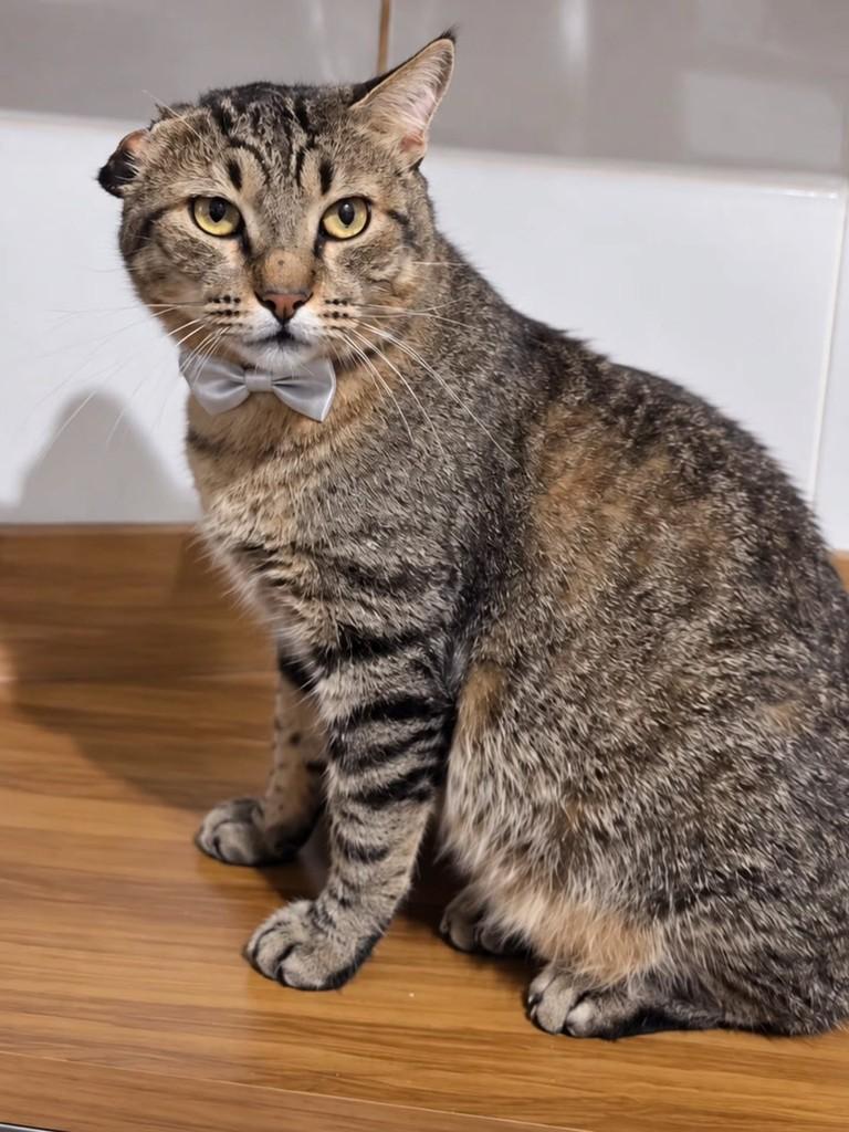 Tigrão, gato de porte médio para adoção em Vila Velha - ES — foto 3 de 3