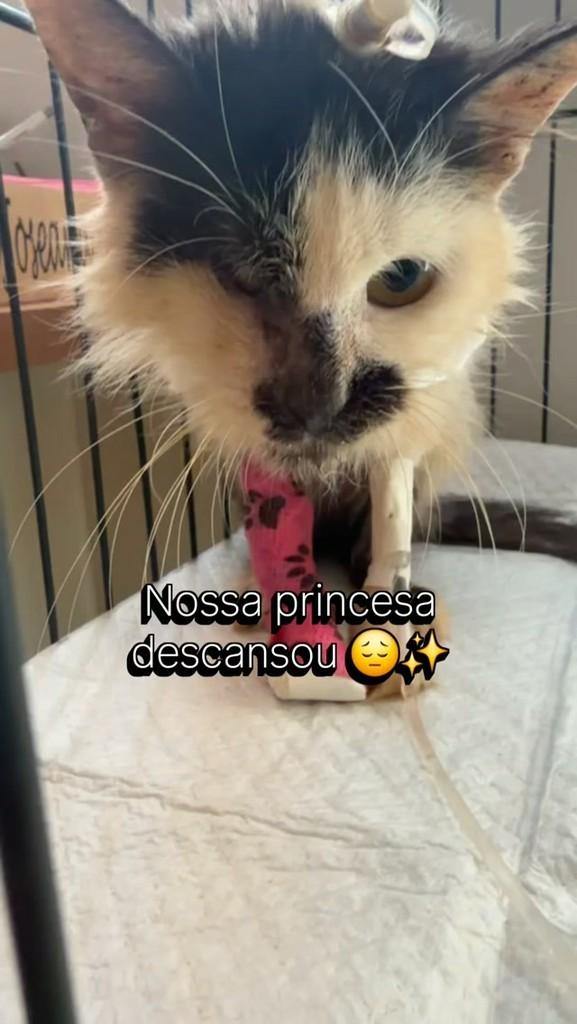 Leandra, gata para adoção em Vila Velha - ES