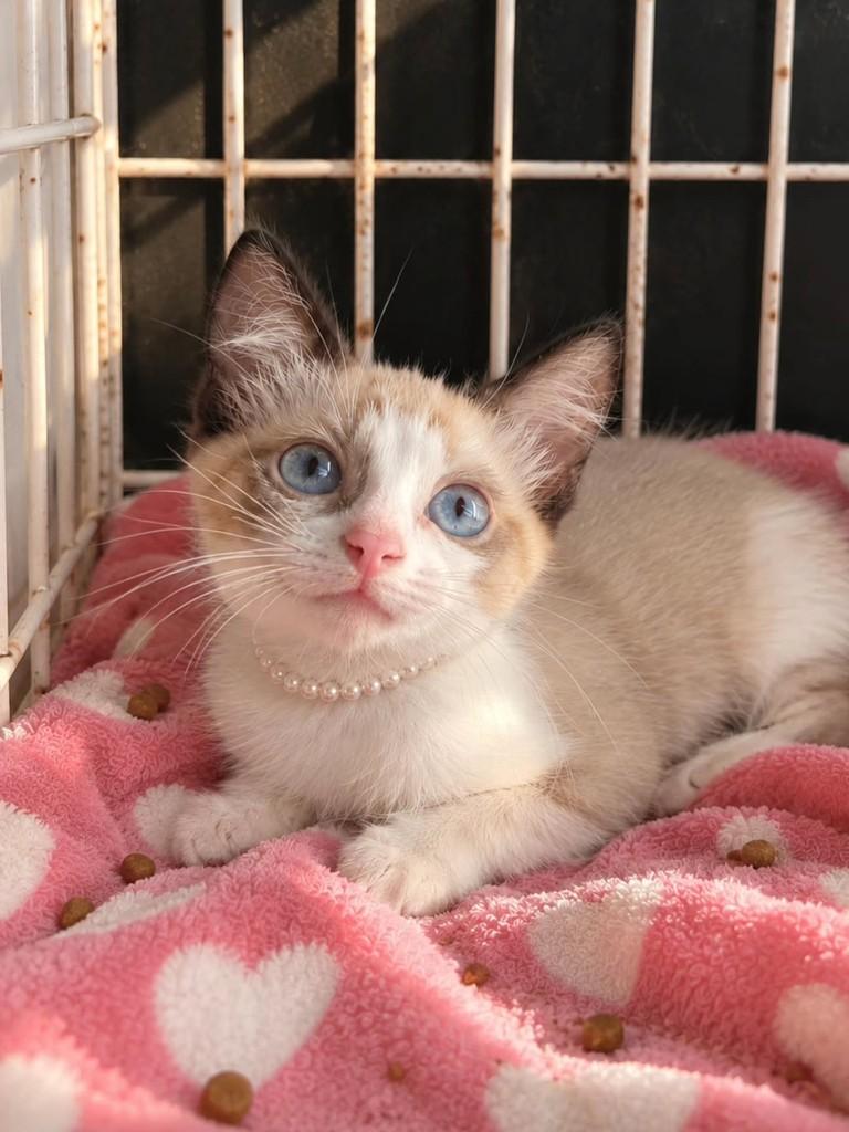 Nay, gata de porte pequeno para adoção em Vila Velha - ES — foto 2 de 2