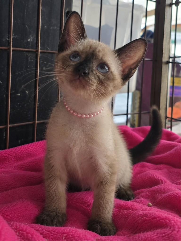 Kami, gata de porte pequeno para adoção em Vila Velha - ES