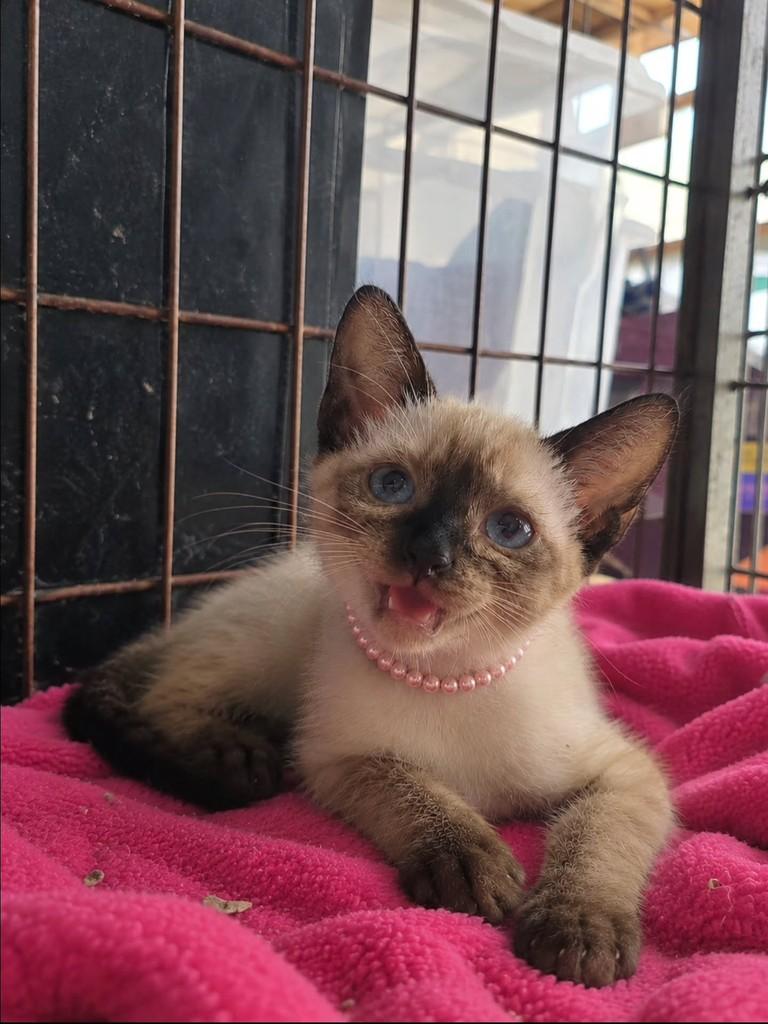 Kami, gata de porte pequeno para adoção em Vila Velha - ES — foto 2 de 3