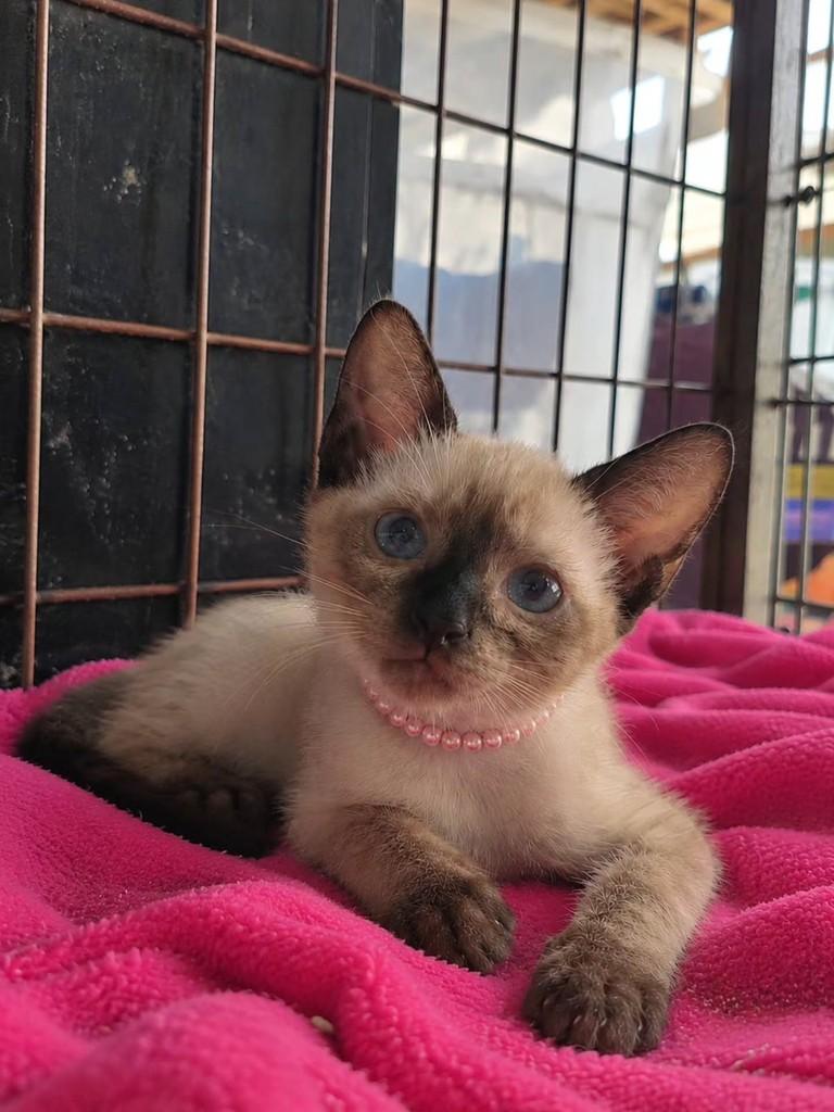 Kami, gata de porte pequeno para adoção em Vila Velha - ES — foto 3 de 3