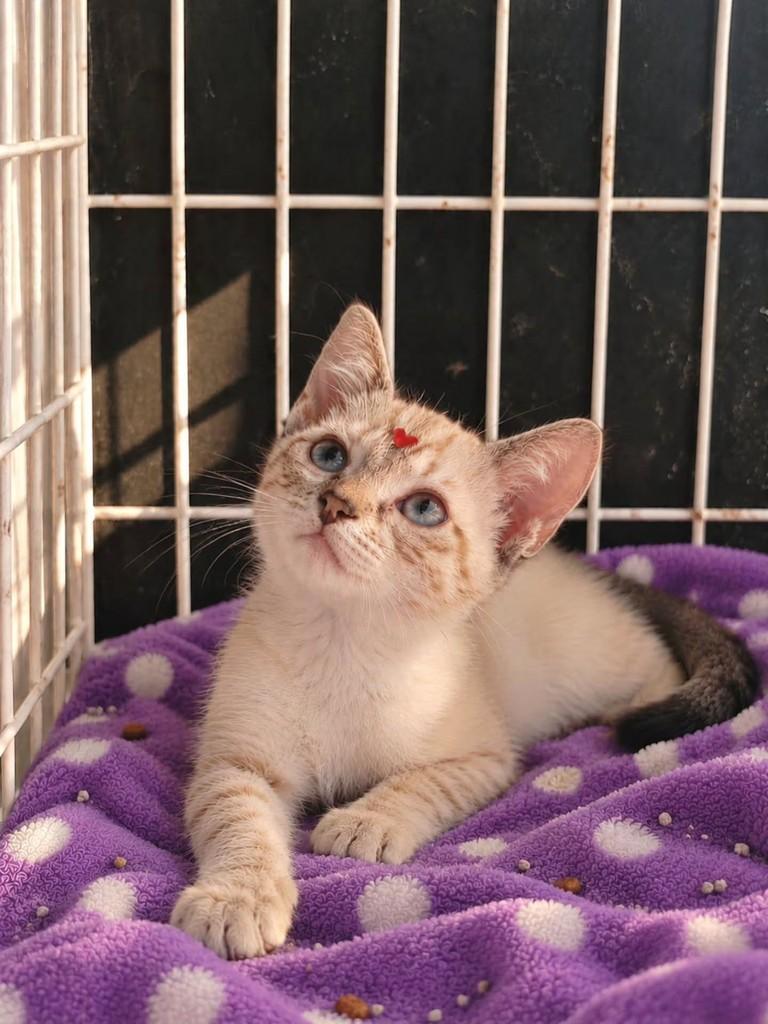 Ayumi, gata de porte pequeno para adoção em Vila Velha - ES