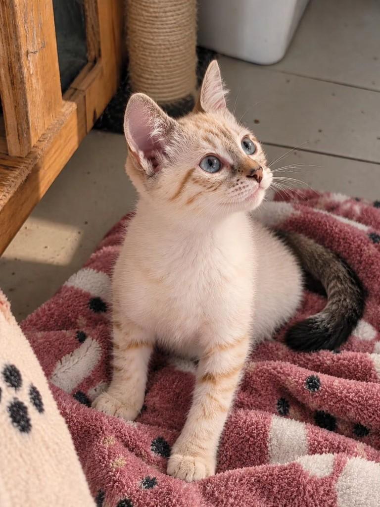 Ayumi, gata de porte pequeno para adoção em Vila Velha - ES — foto 2 de 4
