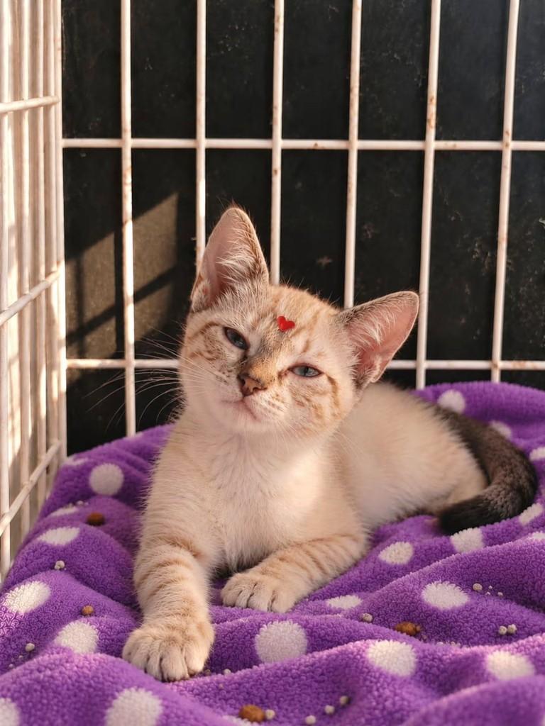 Ayumi, gata de porte pequeno para adoção em Vila Velha - ES — foto 3 de 4