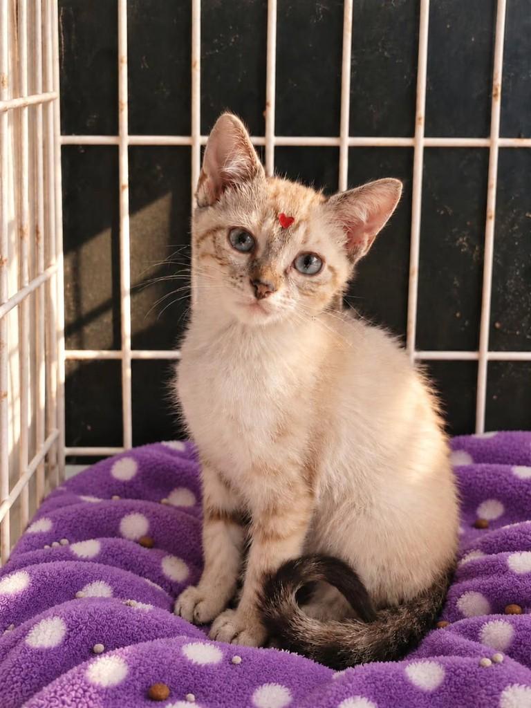 Ayumi, gata de porte pequeno para adoção em Vila Velha - ES — foto 4 de 4