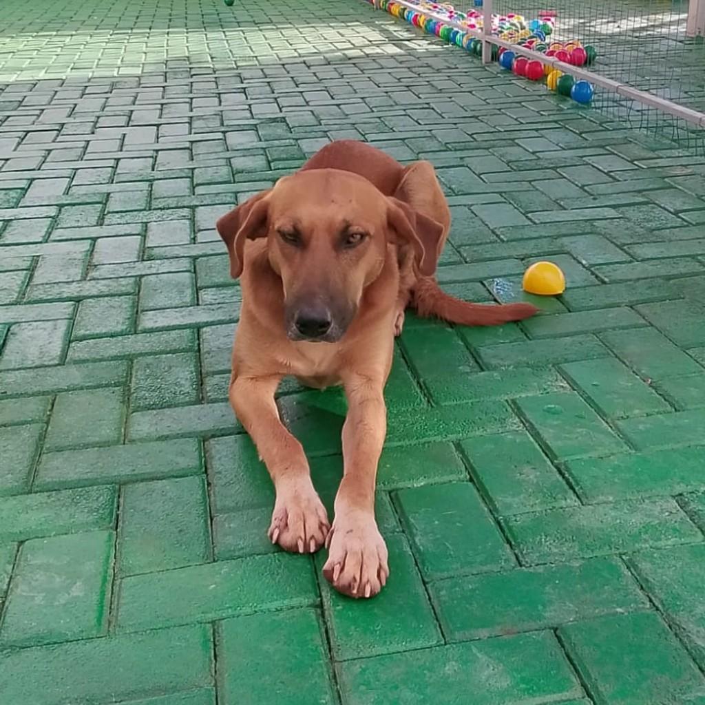 Caramelão, cachorro de porte grande para adoção em São Lourenço do Oeste - SC