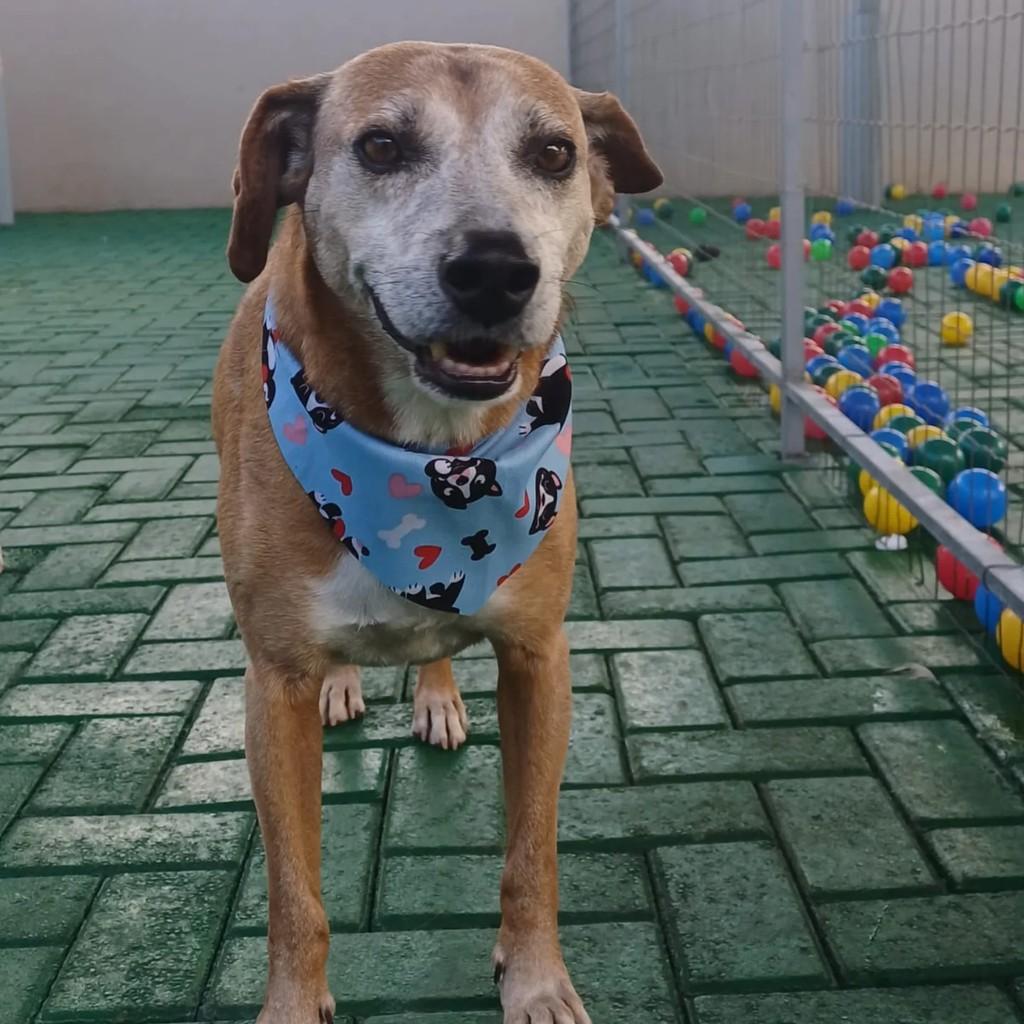 Hill, cachorro de porte médio para adoção em São Lourenço do Oeste - SC